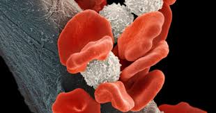 NMN and trans-resveratrol supplements supporting cellular renewal and longevity